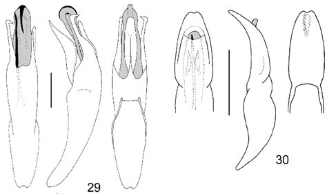 Aedeagus Dorsal Lateral And Ventral Views 29 Hesperopenna Download Scientific Diagram