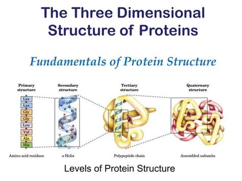 Types Of Secondary Structure And Super Secondary Structure Of Protein