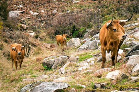 A Serra Da Arada Freguesia De Manhouce