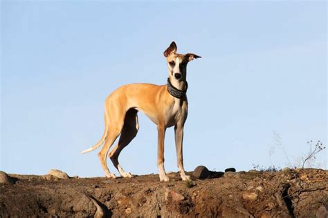 Italian Greyhound Vs. Whippet - What’s The Difference?