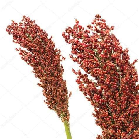 Pure Sorghum Polyphenols Phenolic Acids Flavonoids Red Sorghum