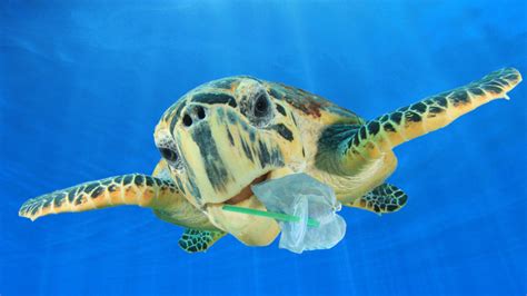 Why Is Plastic Bad For The Planet The Waste Management And Recycling Blog