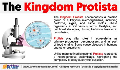 What is Kingdom Protista