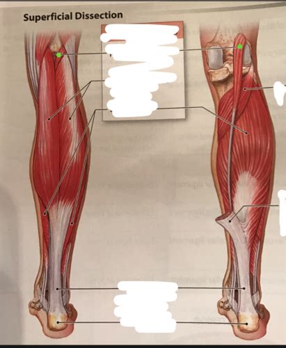 Extrinsic Muscles That Move Foot Toes Superficial Deep Dissection