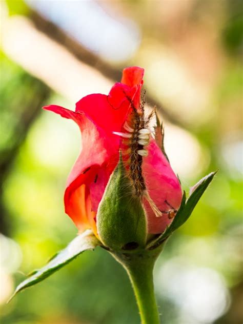 Free Images Nature Branch Blossom Leaf Flower Petal Green Red