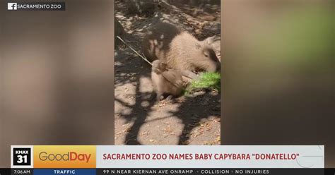 Sacramento Zoo names baby capybara "Donatello" - Good Day Sacramento