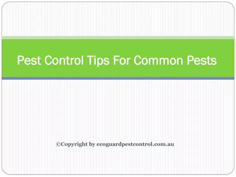 Ppt Pest Control Tips For Common Pests Powerpoint Presentation Free Download Id11407006