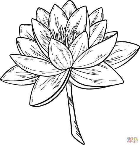 11 Water Lily Coloring Christiesinead