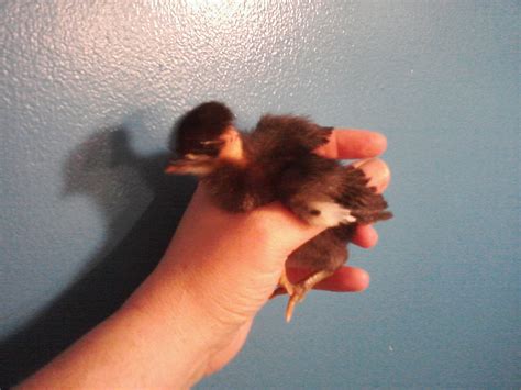 Naked Neck The First BackYard Chickens Learn How To Raise Chickens