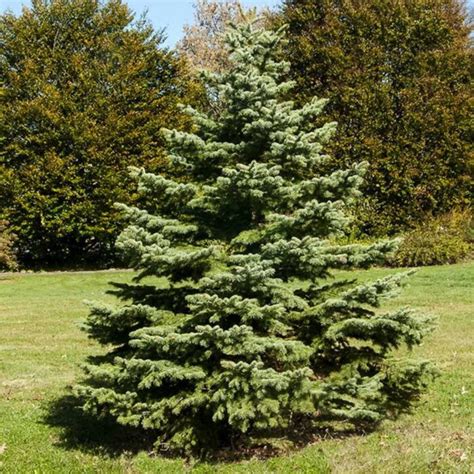 White Spruce Foothills Nurseries