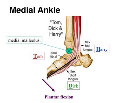 Ppt Muscles Of The Ankle And Foot Powerpoint Presentation Free