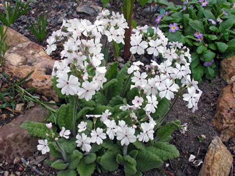 Примула садовая многолетняя: фото дизайна сада, посадка и уход на клумбе