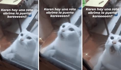 TikTok Viral Gato Pide A Gritos Que Lo Saquen De La Cocina Donde