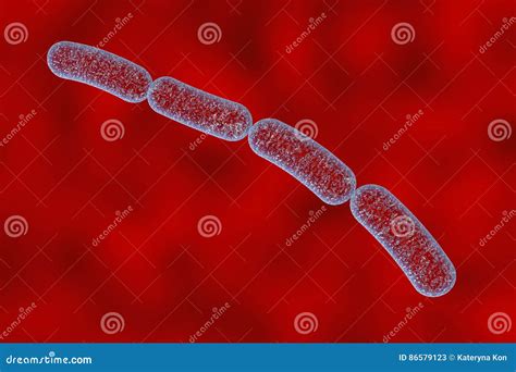 Bacillus Anthracis Bacteria Stock Illustration Illustration Of