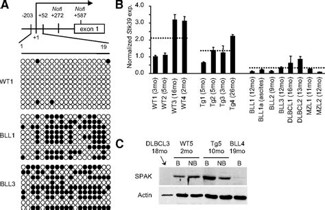 Epigenetic Silencing Of Stk39 In B Cell Lymphoma Inhibits Apoptosis