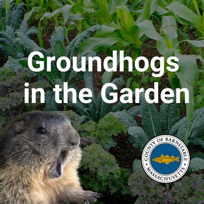 Groundhogs in the Garden - Barnstable County