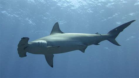 Scalloped Hammerhead Shark - IAS EXAM