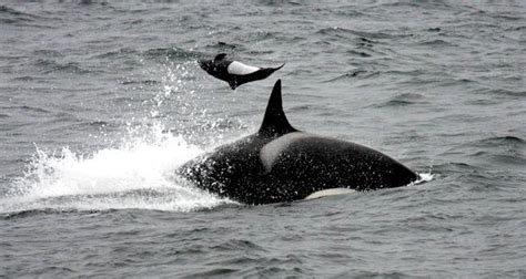 Dall’s Porpoise – "OCEAN TREASURES" Memorial Library