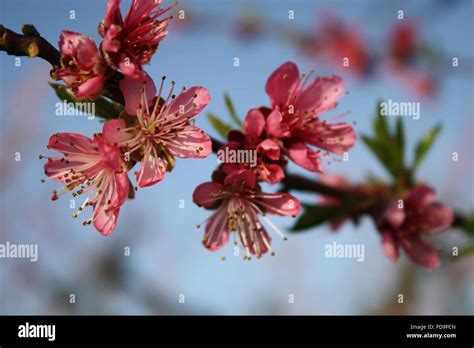 Cherry Blossom Beauty Stock Photo - Alamy