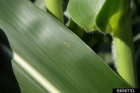 Common Corn Rust Puccinia Sorghi Schwein