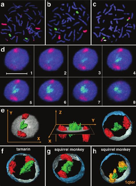 Visualization of chromosomes and chromosome territories. ( a and b ...