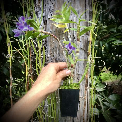 Dendrobium Victoriae Reginae Palmer Orchids