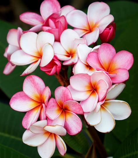 Primer Plano De Hermosas Flores De Frangipani Rosa En Un Jard N Foto