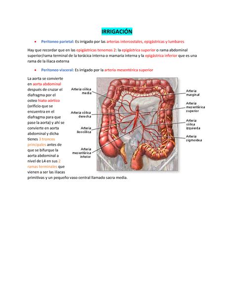 15 A Parte 1 Vascularización E Inervación DEL Abdomen IRRIGACIN