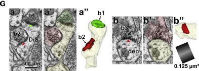 Dually innervated dendritic spines develop in the absence of excitatory ... 
