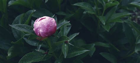 How To Grow Peonies In Containers | Horticulture.co.uk