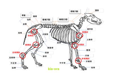 犬の骨格図インフォメーション詳細kia ora