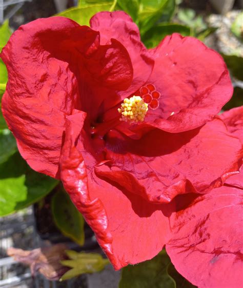 Hibiscus Red Rascal In 85mm Squat Pot Trigg Plants