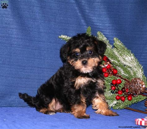 Darla - Mini Schnoodle Puppy For Sale in Pennsylvania