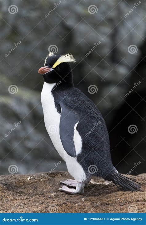 Erect Crested Penguin Eudyptes Sclateri Stock Image Image Of Bird