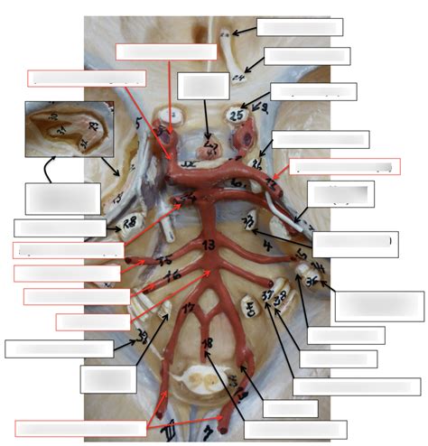 Nervous System PNS Cranial Nerves Diagram Quizlet