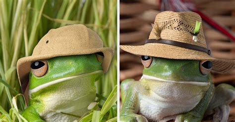 Cute Pictures Of Frogs With Hats - img-doozy