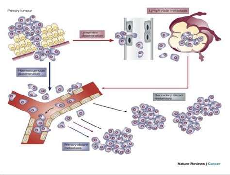 Chhd Introduction To Oncology Flashcards Quizlet