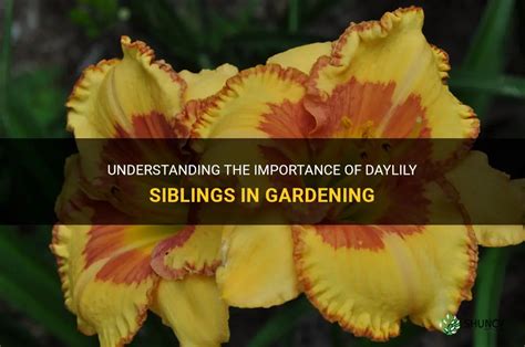 Understanding The Importance Of Daylily Siblings In Gardening Shuncy