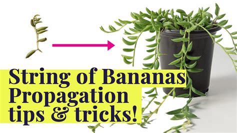 String Of Bananas For Free How To Grow And Propagate Youtube