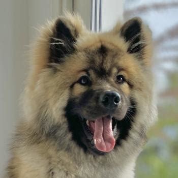 Courbe De Croissance Du Chiot Ta Gamoon Eurasier Femelle