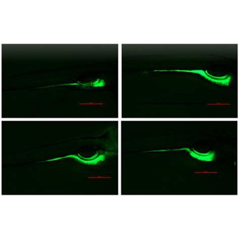 5 Cfda 5 Carboxyfluorescein Diacetate，5 羧基荧光素二乙酸酯 仅供科研 荧光染料 Mce