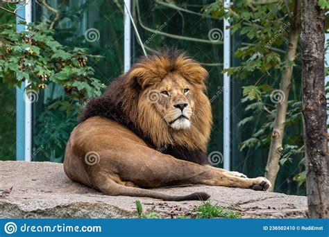 The Lion Panthera Leo Is One Of The Four Big Cats In The Genus