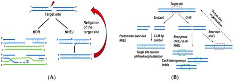 Ijms Free Full Text Applications Of Alternative Nucleases In The