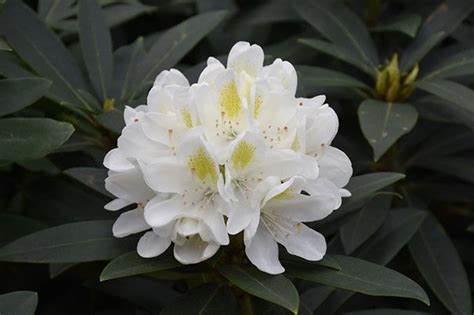 Rhododendron Chionoides Bessen En Pawpaw