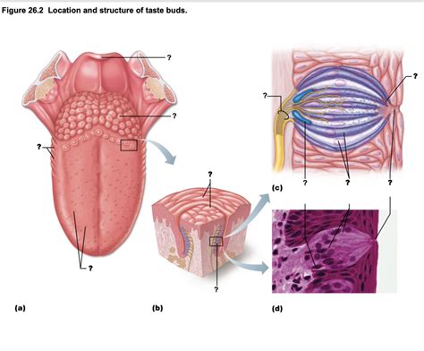 Taste Buds Diagram | Quizlet