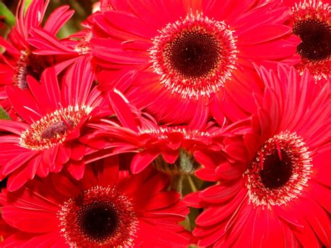 red flowers Free Photo Download | FreeImages