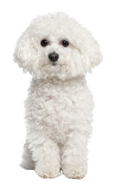 Bichon frisé Caractère attitude Races de chiens images dogbible