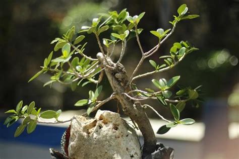 Come Fare Il Bonsai Di Olivo Mondo Bonsai