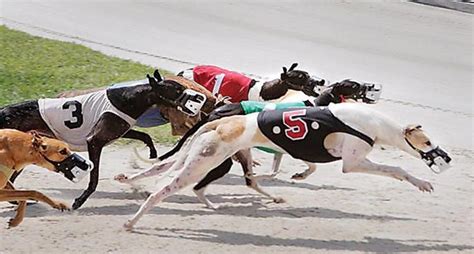 Greyhound racing tracks collecting dust | News | flcourier.com