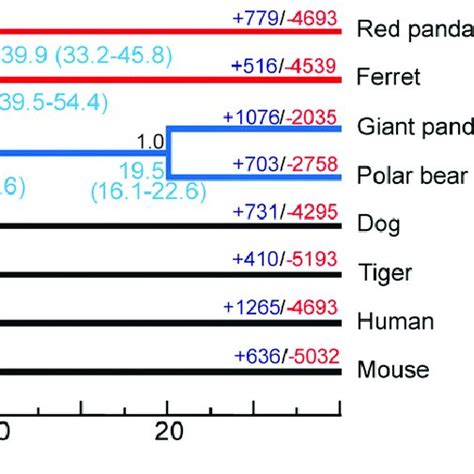 Genome Wide Phylogenetic Tree Of Giant And Red Pandas And Their